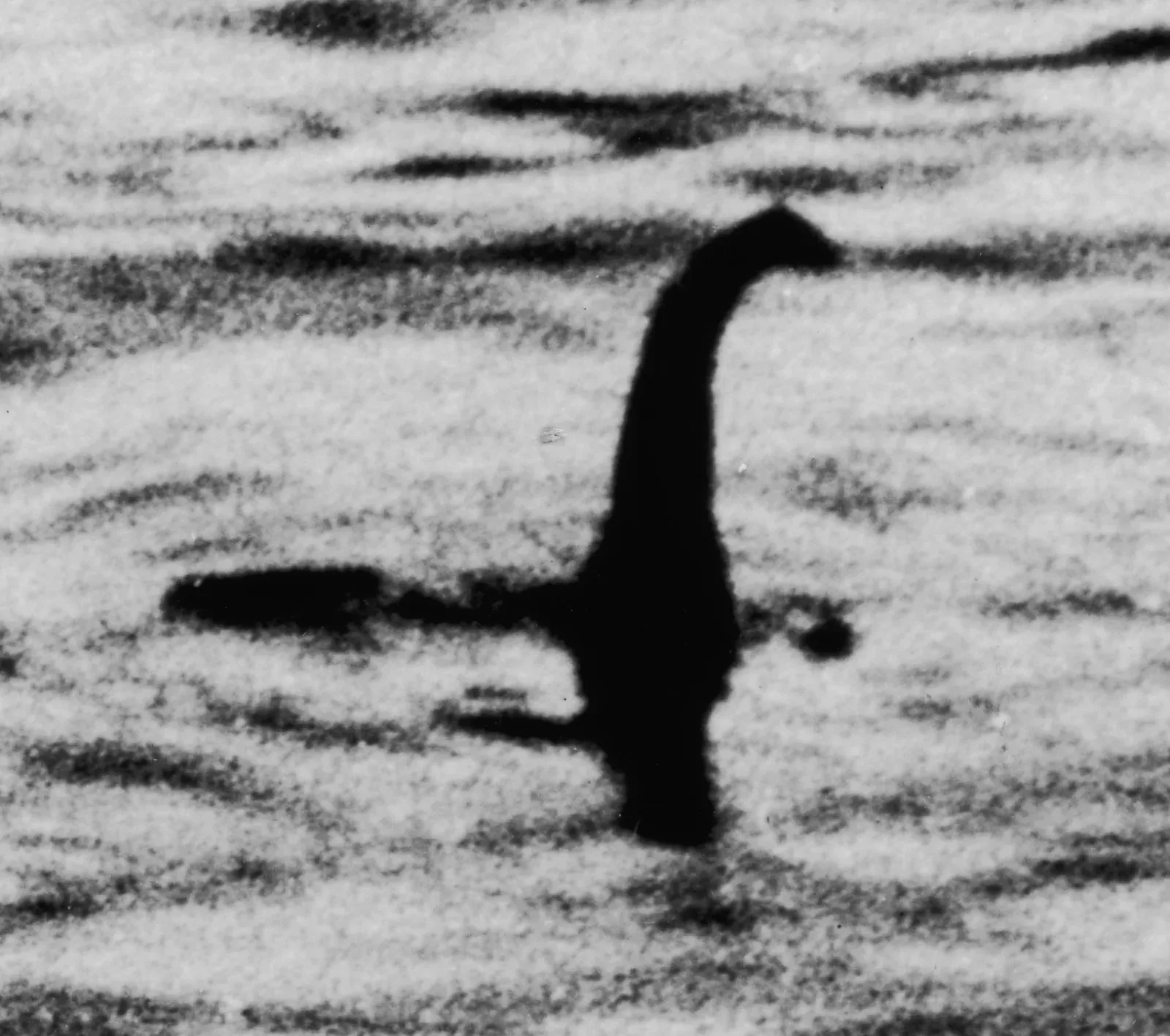 Photographie en noir et blanc dite du chirurgien montrant une petite forme au long cou à la surface de l’eau