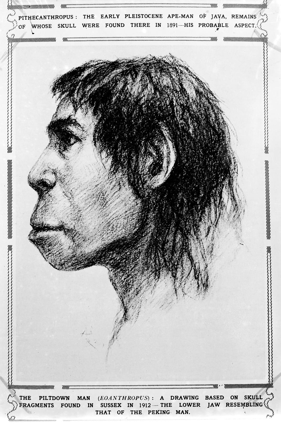 Reconstitution dessinée de l’homme de Piltdown publiée au début du XXe siècle